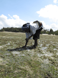 Seagrass is a key fishing ground globally